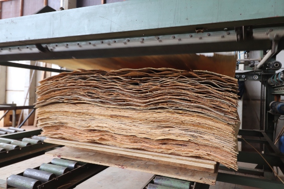 Placas de madeira sendo preparadas para serem prensadas e transformadas nos compensados da Relvaplac
