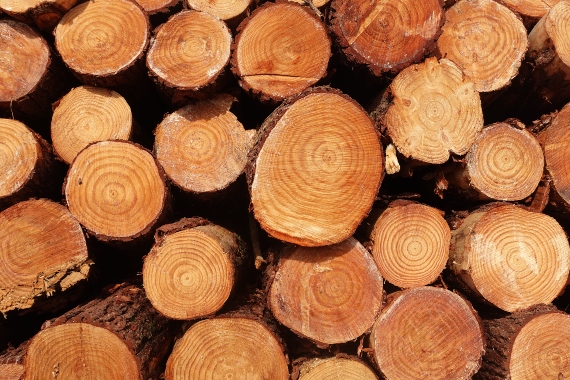 Toras de madeira que serão usadas para a produção dos compensados da Relvaplac
